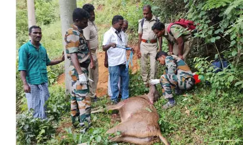 வருசநாடு அருகே செந்நாய்கள் தாக்கி கடமான் சாவு வருசநாடு அருகே செந்நாய்கள் தாக்கி கடமான் சாவு