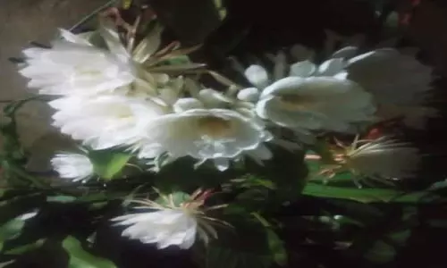 கிணத்துக்கடவில் இரவில் மட்டும் பூக்கும் நிஷாகாந்தி பூ-பொதுமக்கள் ஆச்சரியத்துடன் பார்த்து சென்றனர் கிணத்துக்கடவில் இரவில் மட்டும் பூக்கும் நிஷாகாந்தி பூ-பொதுமக்கள் ஆச்சரியத்துடன் பார்த்து சென்றனர்