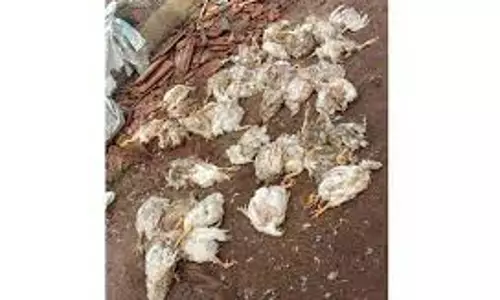 கோழிப்பண்ணைக்குள் மழைநீர் புகுந்து 3,000 கோழிகள் செத்தன