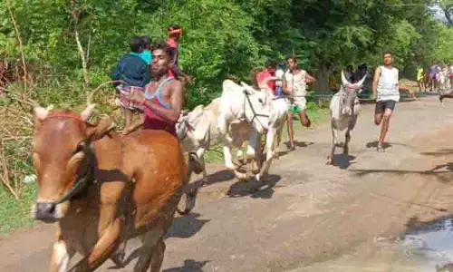 கைப்புறா எல்கை பந்தயம் கைப்புறா எல்கை பந்தயம்