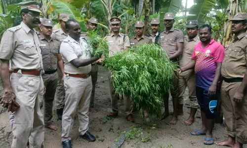 வாழைத்தோட்டத்தில் ஊடுபயிராக வளர்க்கப்பட்ட கஞ்சா செடிகள் - போலீஸ் சூப்பிரண்டு அதிரடி நடவடிக்கை வாழைத்தோட்டத்தில் ஊடுபயிராக வளர்க்கப்பட்ட கஞ்சா செடிகள் - போலீஸ் சூப்பிரண்டு அதிரடி நடவடிக்கை