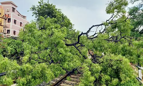 தேனியில் கொட்டித்தீர்த்த பலத்த மழை; ரெயில்வே தண்டவாளத்தில் மரம் விழுந்தது