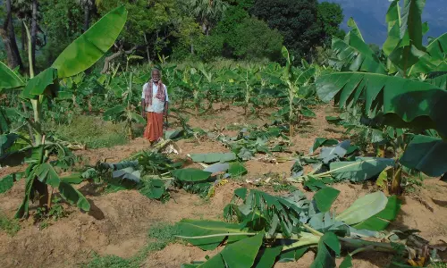 காட்டு பன்றிகள் அட்டகாசம் காட்டு பன்றிகள் அட்டகாசம்
