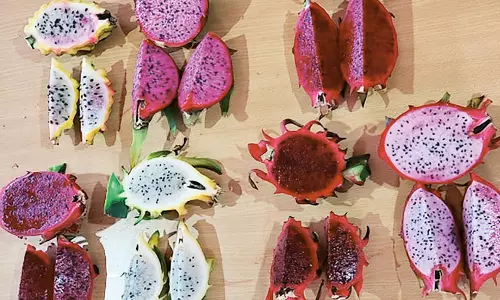 புதிய டிராகன் பழங்களை உருவாக்கி சாதனை புதிய டிராகன் பழங்களை உருவாக்கி சாதனை