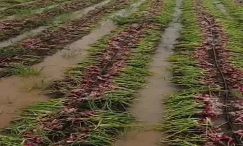 மழை நீரில் நனைந்து அழுகும் சின்னவெங்காயம்