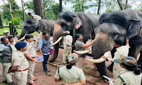 தசரா யானைகளுக்கு இன்று சிறப்பு பூஜை