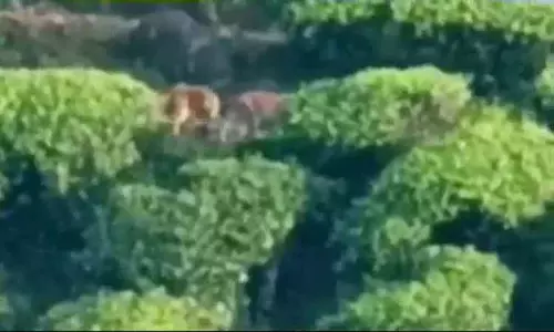 வால்பாறை அருகே தேயிலை தோட்டத்தில் விளையாடிய சிறுத்தைகள் சமூக வலைத்தளங்களில் வீடியோ வைரல் வால்பாறை அருகே தேயிலை தோட்டத்தில் விளையாடிய சிறுத்தைகள் சமூக வலைத்தளங்களில் வீடியோ வைரல்