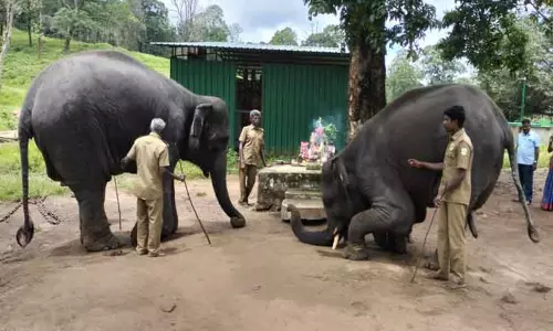 டாப்சிலிப் முகாமில் விநாயகர் சதுர்த்தி கொண்டாட்டம்: விநாயகரை வழிபட்ட வளர்ப்பு யானைகள் டாப்சிலிப் முகாமில் விநாயகர் சதுர்த்தி கொண்டாட்டம்: விநாயகரை வழிபட்ட வளர்ப்பு யானைகள்