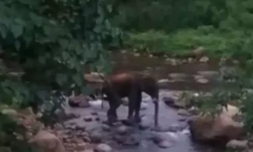 கல்லாறு தூரிப்பாலம் அருகே   நோய்வாய்ப்பட்ட காட்டு யானை தென்பட்டது-வீடியோ காட்சிகள் வைரல்