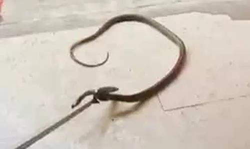 வடமதுரை  சார்பதிவாளா் அலுவலகத்திற்குள் புகுந்த பாம்பு