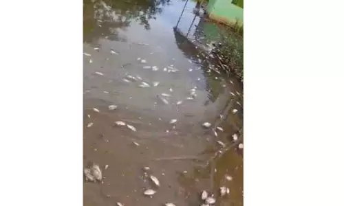 ஏரியில் செத்து மிதந்த மீன்கள்