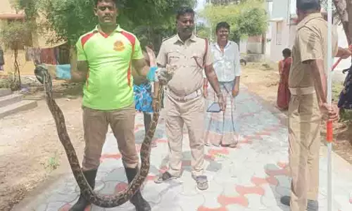 10 அடி நீளமுள்ள மலைப்பாம்பு பிடிபட்டது 10 அடி நீளமுள்ள மலைப்பாம்பு பிடிபட்டது