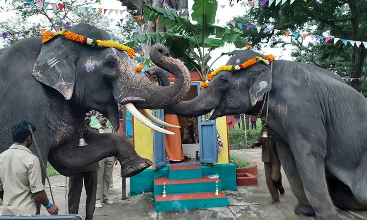 முதுமலையில் சதுர்த்தி விழா: தும்பிக்கையை உயர்த்தி மண்டியிட்டவாறு வணங்கிய யானைகள் முதுமலையில் சதுர்த்தி விழா: தும்பிக்கையை உயர்த்தி மண்டியிட்டவாறு வணங்கிய யானைகள்