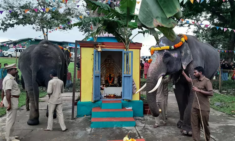 முதுமலையில் சதுர்த்தி விழா: தும்பிக்கையை உயர்த்தி மண்டியிட்டவாறு வணங்கிய யானைகள் முதுமலையில் சதுர்த்தி விழா: தும்பிக்கையை உயர்த்தி மண்டியிட்டவாறு வணங்கிய யானைகள்