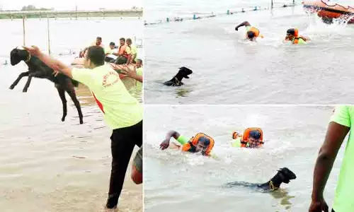 ஆட்டுக்குட்டியால் சிரிப்பலை