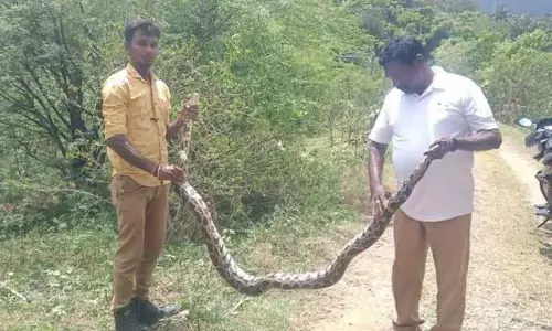 மலைப்பாம்பு பிடிபட்டது மலைப்பாம்பு பிடிபட்டது