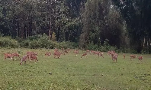வனவிலங்குகள் நடமாட்டம் அதிகரிப்பு