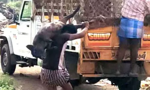 திருச்சி மாநகரில் 50 பன்றிகள் பிடிபட்டன திருச்சி மாநகரில் 50 பன்றிகள் பிடிபட்டன