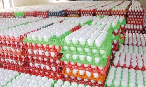 நாமக்கல் மண்டலத்தில் முட்டை கொள்முதல் விலை 50 காசுகள் அதிகரிப்பு நாமக்கல் மண்டலத்தில் முட்டை கொள்முதல் விலை 50 காசுகள் அதிகரிப்பு