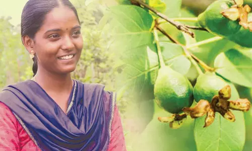 கொய்யா விவசாயத்தில் அசத்தும் கிருஷ்ணவேணி கொய்யா விவசாயத்தில் அசத்தும் கிருஷ்ணவேணி