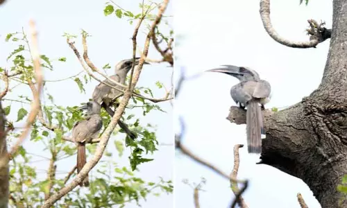 குளக்கரைகளில் சாம்பல் நிற இருவாச்சி பறவைகள்