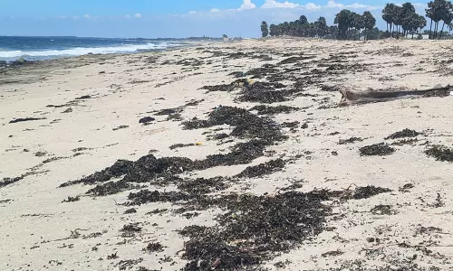 மன்னார் வளைகுடாவில் சீற்றம்: கரை ஒதுங்கி கிடக்கும் கடல் பாசிகள்