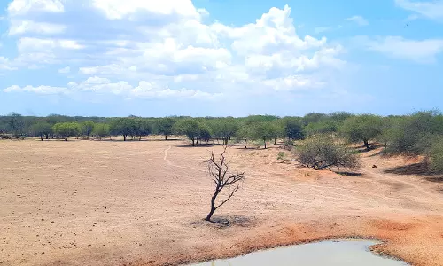 வறண்டு கிடக்கும் மேலச்ெசல்வனூர் பறவைகள் சரணாலயம்
