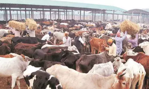 அந்தியூரில் கொங்கு காளை மாடு ஜோடி ரூ.1¾ லட்சத்துக்கு விற்பனை அந்தியூரில் கொங்கு காளை மாடு ஜோடி ரூ.1¾ லட்சத்துக்கு விற்பனை