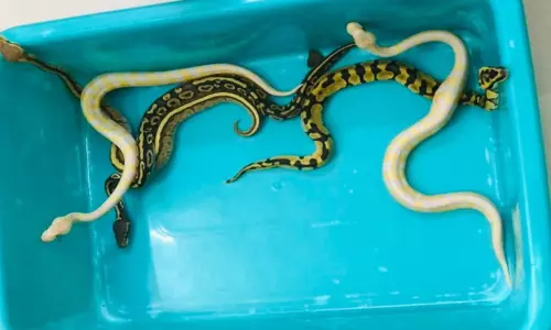 தாய்லாந்தில் இருந்து சென்னைக்கு கடத்தி வரப்பட்ட மலைப்பாம்பு குட்டிகள் பறிமுதல் - வாலிபர் கைது தாய்லாந்தில் இருந்து சென்னைக்கு கடத்தி வரப்பட்ட மலைப்பாம்பு குட்டிகள் பறிமுதல் - வாலிபர் கைது