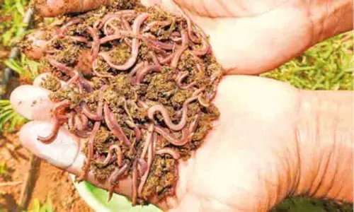 மண்புழு உரம் தயாரிப்பது எப்படி? மண்புழு உரம் தயாரிப்பது எப்படி?