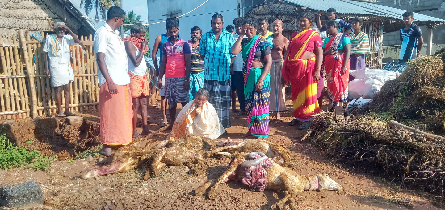 14 goats died due to rabid dog bites வெறிநாய் கடித்து 14 ஆடுகள் செத்தன
