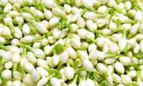 தேனியில்  மல்லிகை பூ கிலோ ரூ.3 ஆயிரத்துக்கு விற்பனை