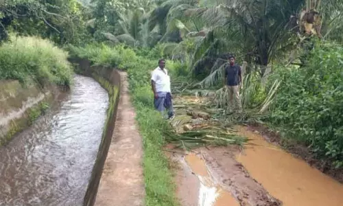 தென்னை, வாழையை சேதப்படுத்திய காட்டு யானைகள்