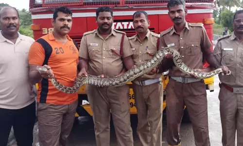 கால்வாயில் வந்த 10 அடி நீள மலைப்பாம்பு கால்வாயில் வந்த 10 அடி நீள மலைப்பாம்பு