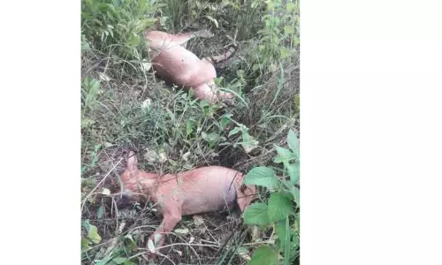 விஷம் வைத்து கொல்லப்பட்ட நாய்கள்