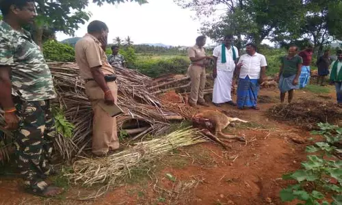 காரமடை அருகே கன்றுக்குட்டியை அடித்துக்கொன்ற சிறுத்தை-பொதுமக்கள் பீதி
