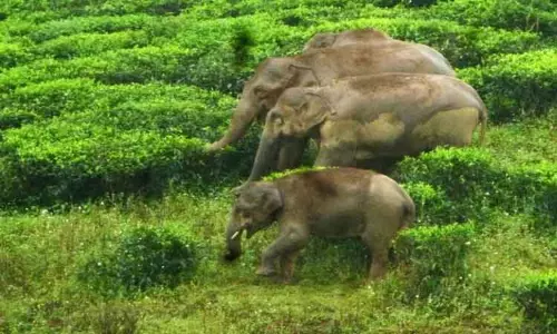 வால்பாறை அருகே தேயிலை தோட்டத்தில் காட்டு யானைகள் முகாம் -தொழிலாளர்கள் அச்சம்