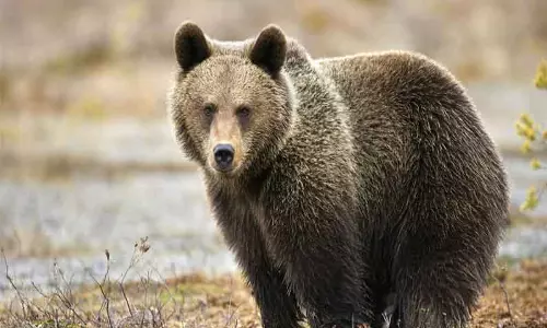 கரடி தாக்கி வாலிபர் படுகாயம் கரடி தாக்கி வாலிபர் படுகாயம்