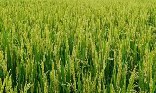 சம்பா, தாளடி பருவத்திற்கு ஏற்ற நெல் ரகங்கள்