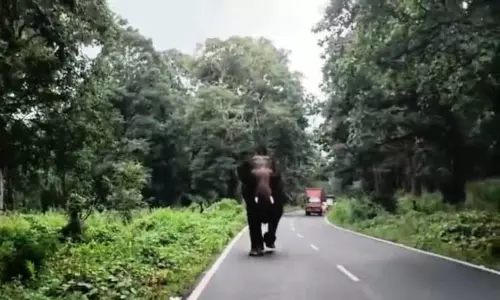 சுற்றுலா வாகனத்தை காட்டு யானை துரத்தியதால் பரபரப்பு