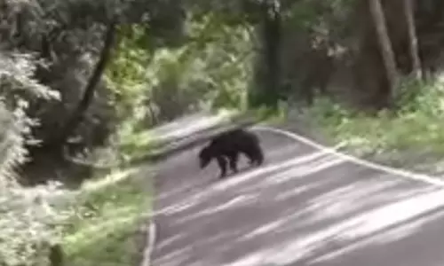 தலமலை அருகே ரோட்டில் நடமாடிய கரடி