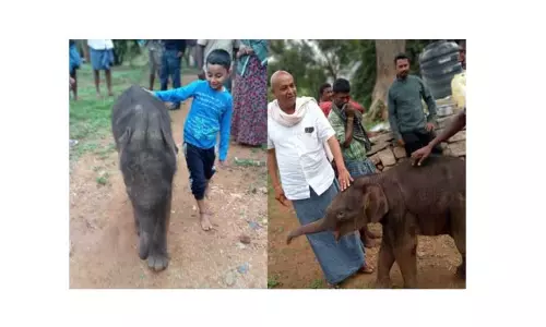 தாயை பிரிந்த குட்டி யானை மீட்பு தாயை பிரிந்த குட்டி யானை மீட்பு