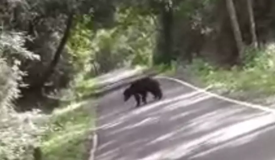 தலமலை அருகே ரோட்டில் நடமாடிய கரடி