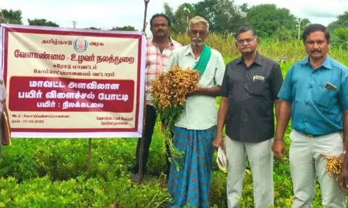 கோபி அருகே மாவட்ட அளவிலான நிலக்கடலை பயிர் விளைச்சல் போட்டி