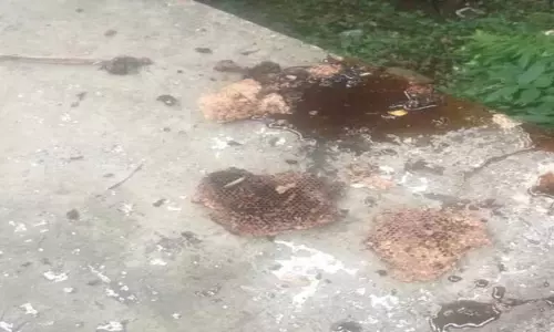 8 லிட்டர் கலப்பட தேன் அழிப்பு