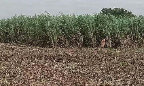 கரும்பு அறுவடை பணிகள் தீவிரம்