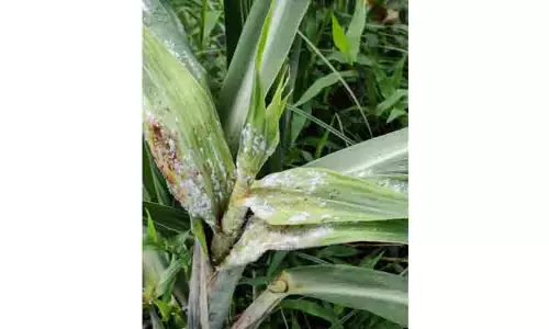 கரும்பு பயிரில் நோய் தாக்குதல்