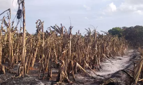 திருச்செந்தூர் அருகே வாழை தோட்டத்தில் தீ விபத்து - 7 ஆயிரம் வாழைகள் தீயில் எரிந்து நாசம்