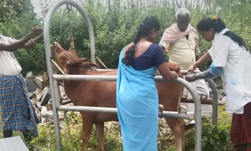 கால்நடை சிகிச்சை முகாம்