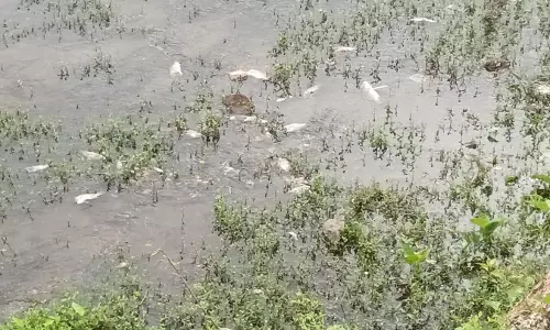 அந்தியூர் வரட்டுப்பள்ளம் அணையில் மீன்கள் செத்து மிதந்ததால் பரபரப்பு